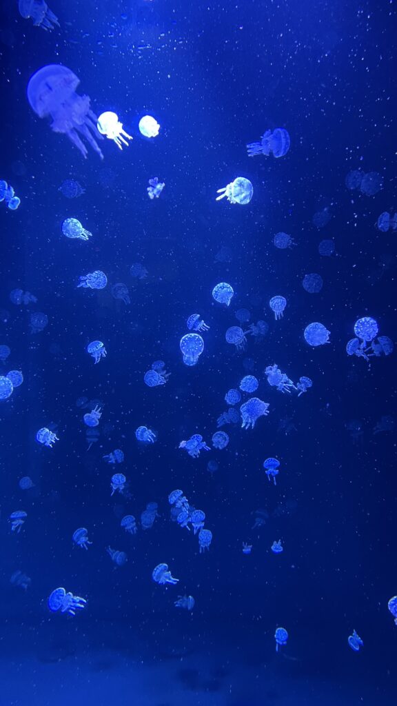 jellyfish
